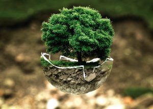 Baum Umweltschutz